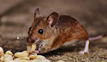 24 Hour & Emergency Exterminators in Nepton, KY